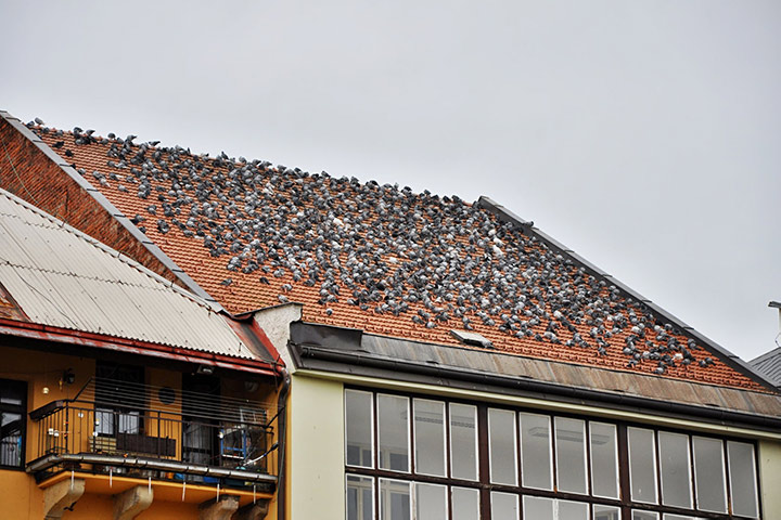 A2B Pest Control are able to install spikes to deter birds from roofs in Maida Vale. 