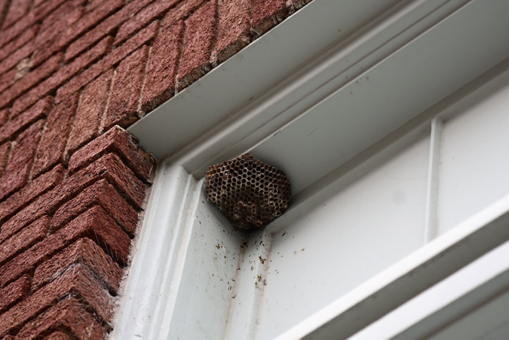 We provide a wasp nest removal service for domestic and commercial properties in Maida Vale.